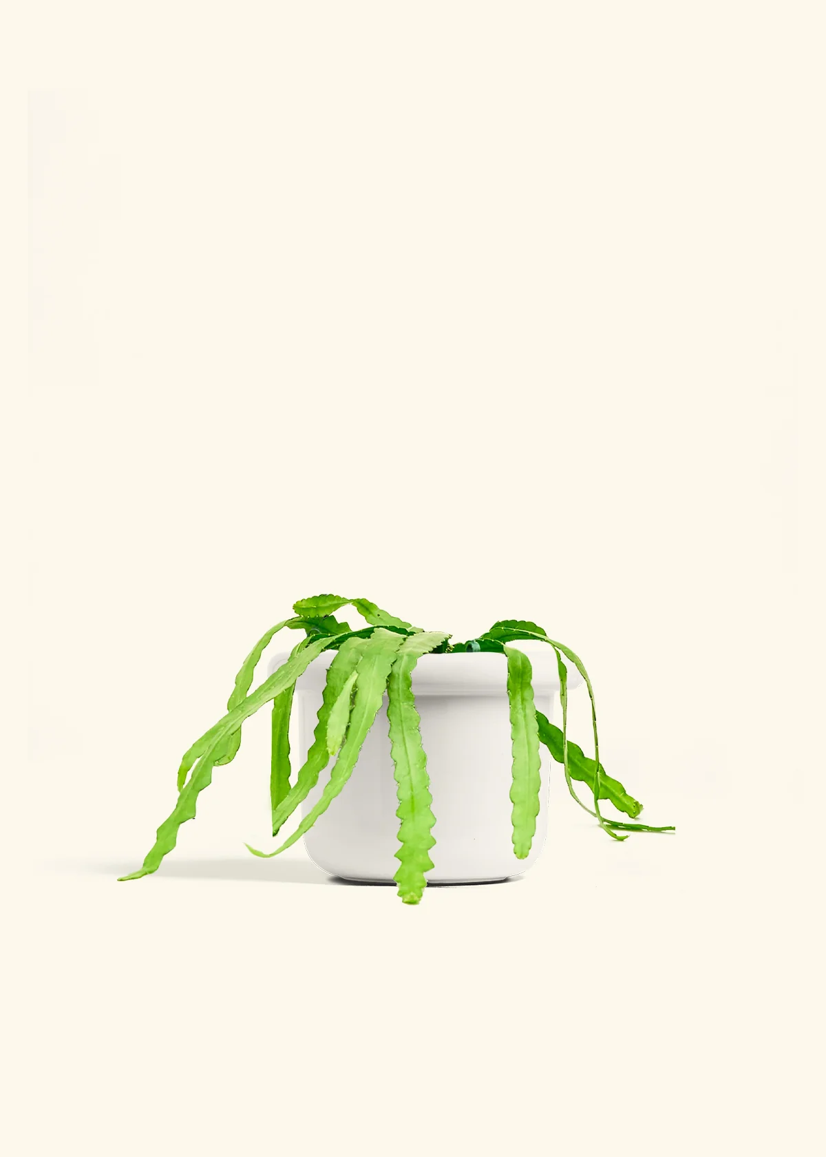 Fishbone Cactus - Image 49