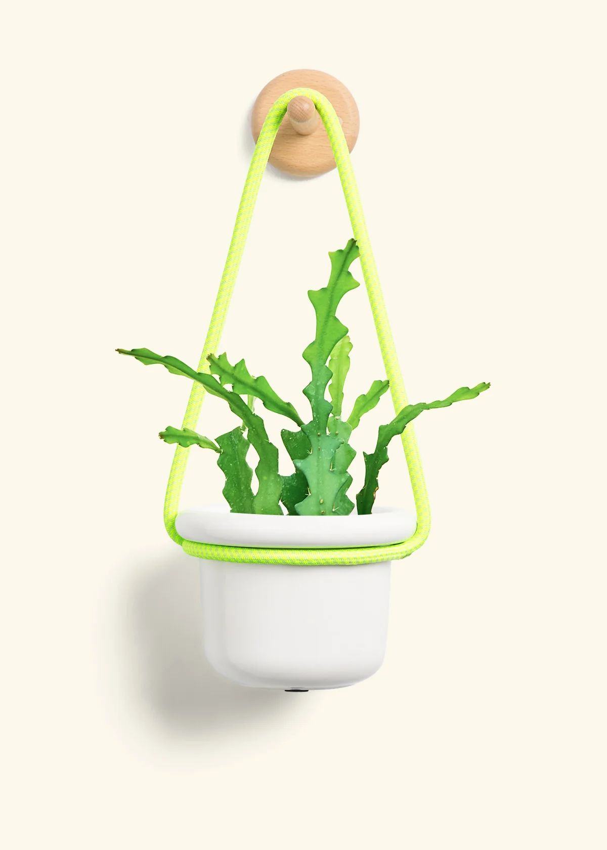 Fishbone Cactus - Image 5
