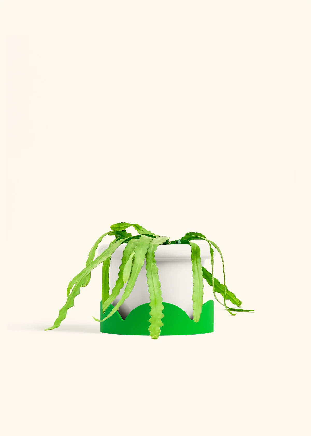 Fishbone Cactus - Image 50