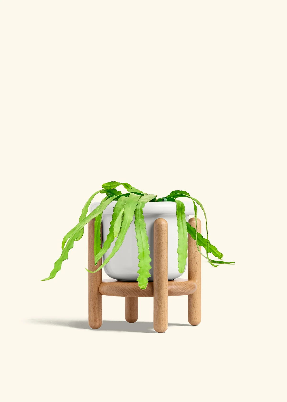 Fishbone Cactus - Image 52
