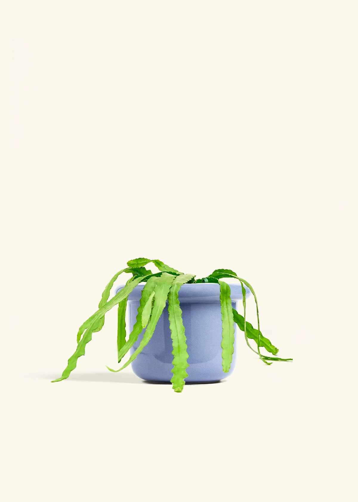 Fishbone Cactus - Image 53