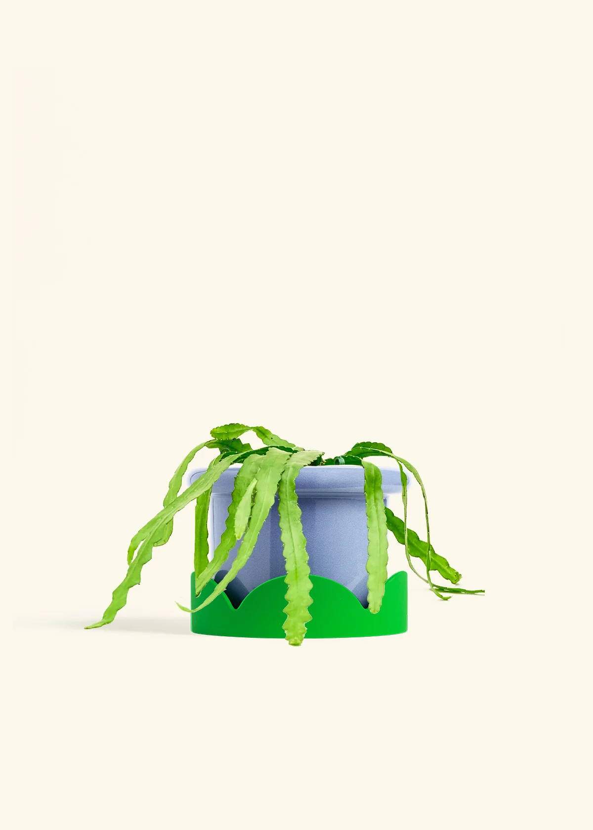 Fishbone Cactus - Image 54
