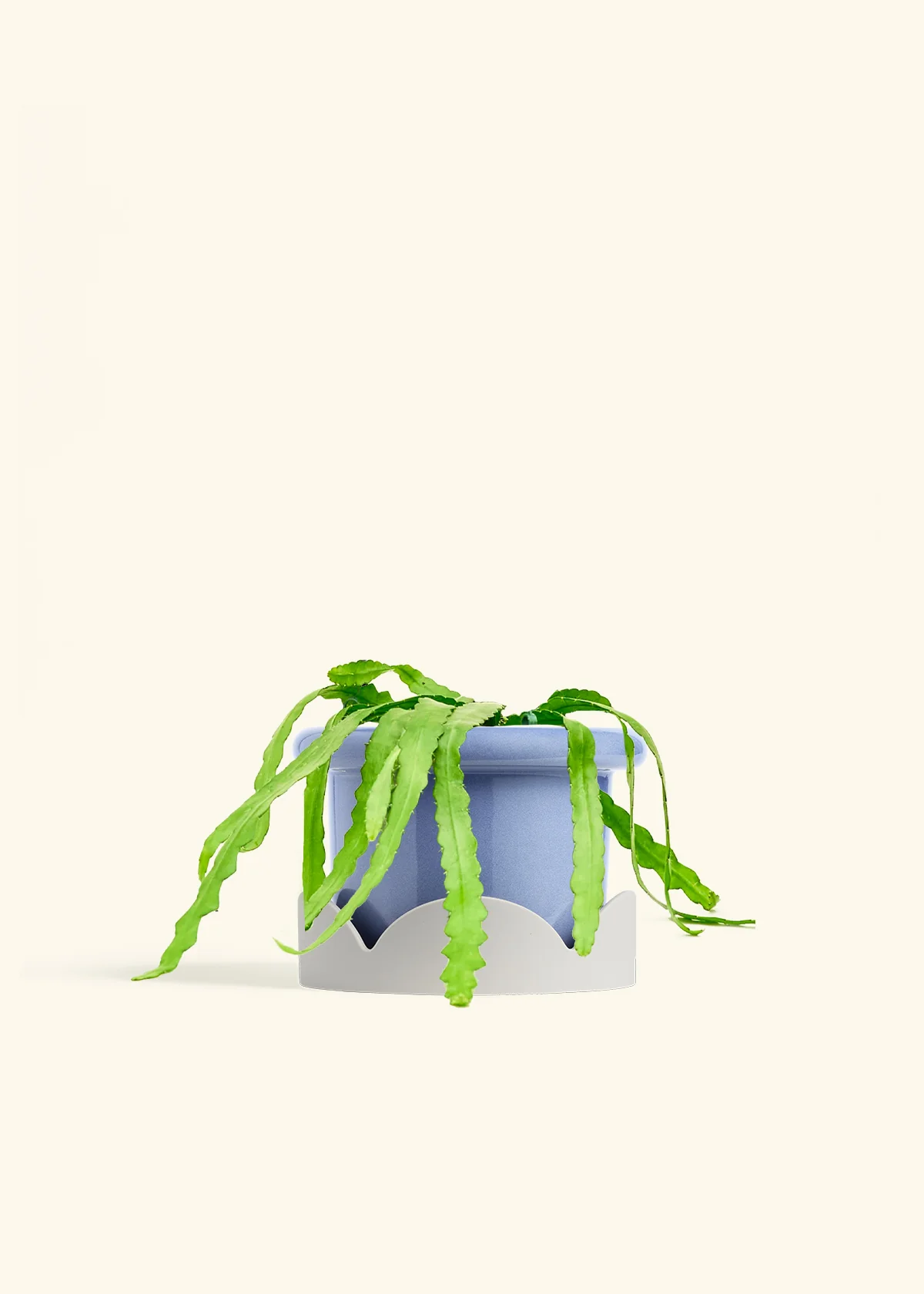 Fishbone Cactus - Image 55