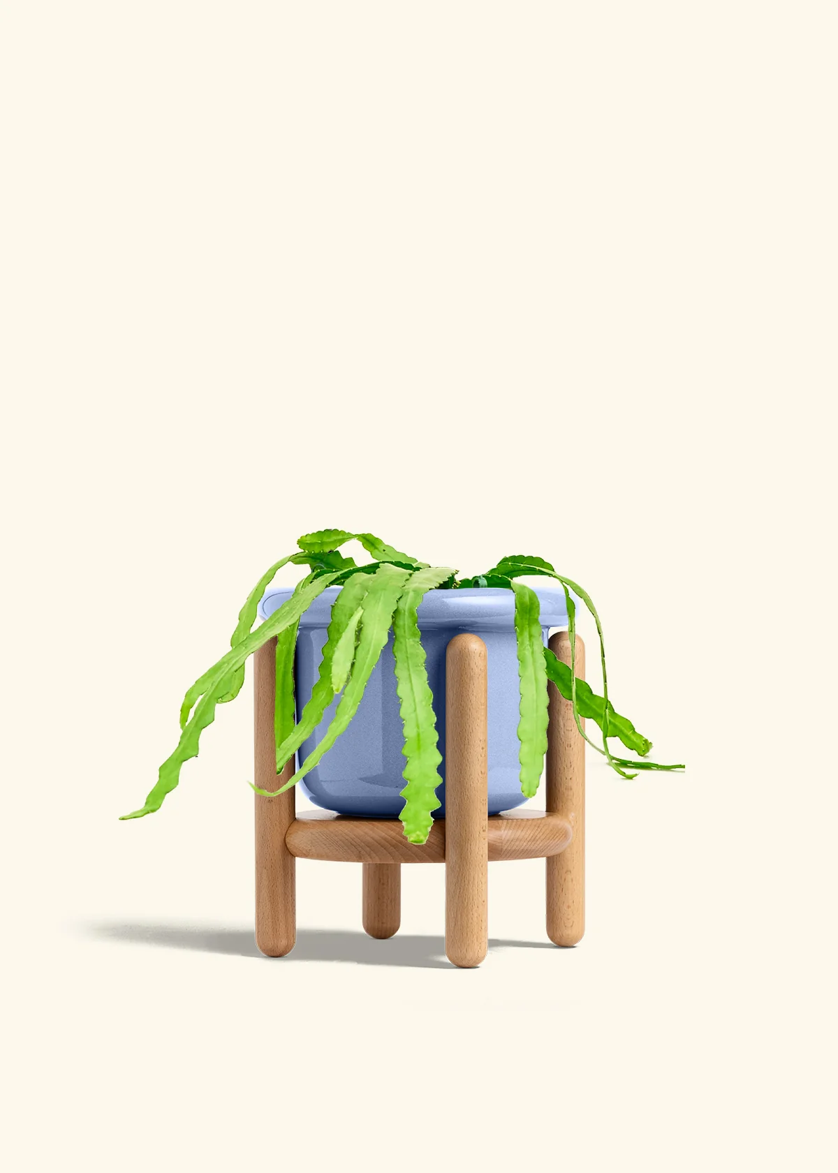 Fishbone Cactus - Image 56