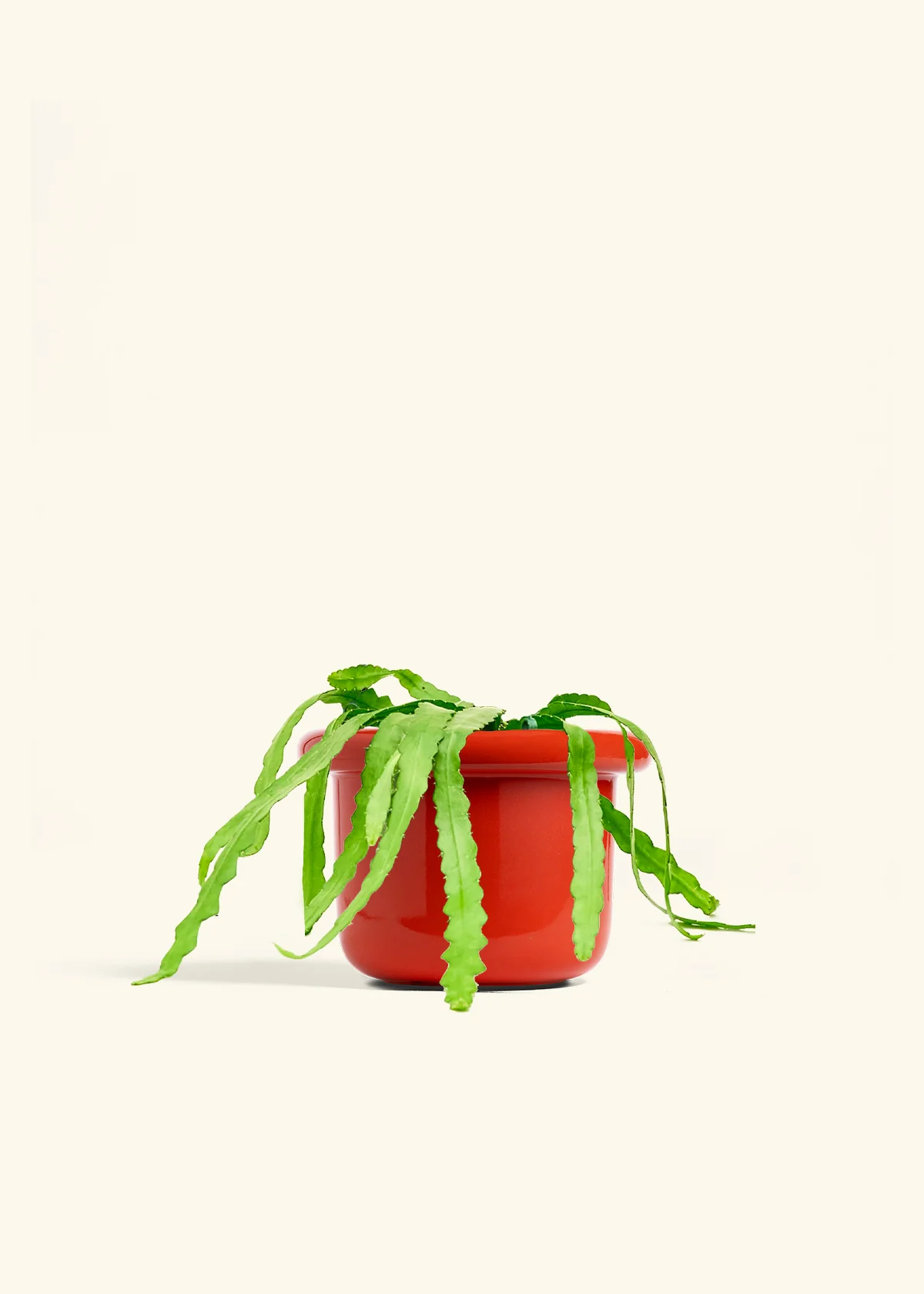 Fishbone Cactus - Image 57