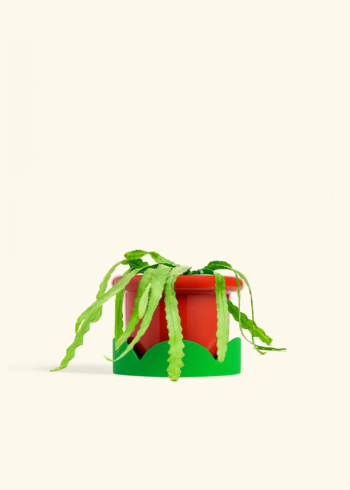 Fishbone Cactus - Image 58