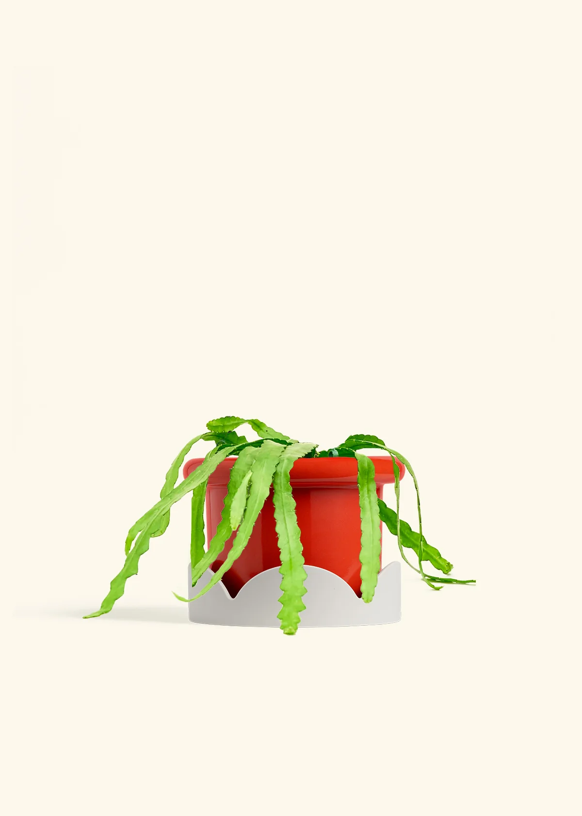 Fishbone Cactus - Image 59