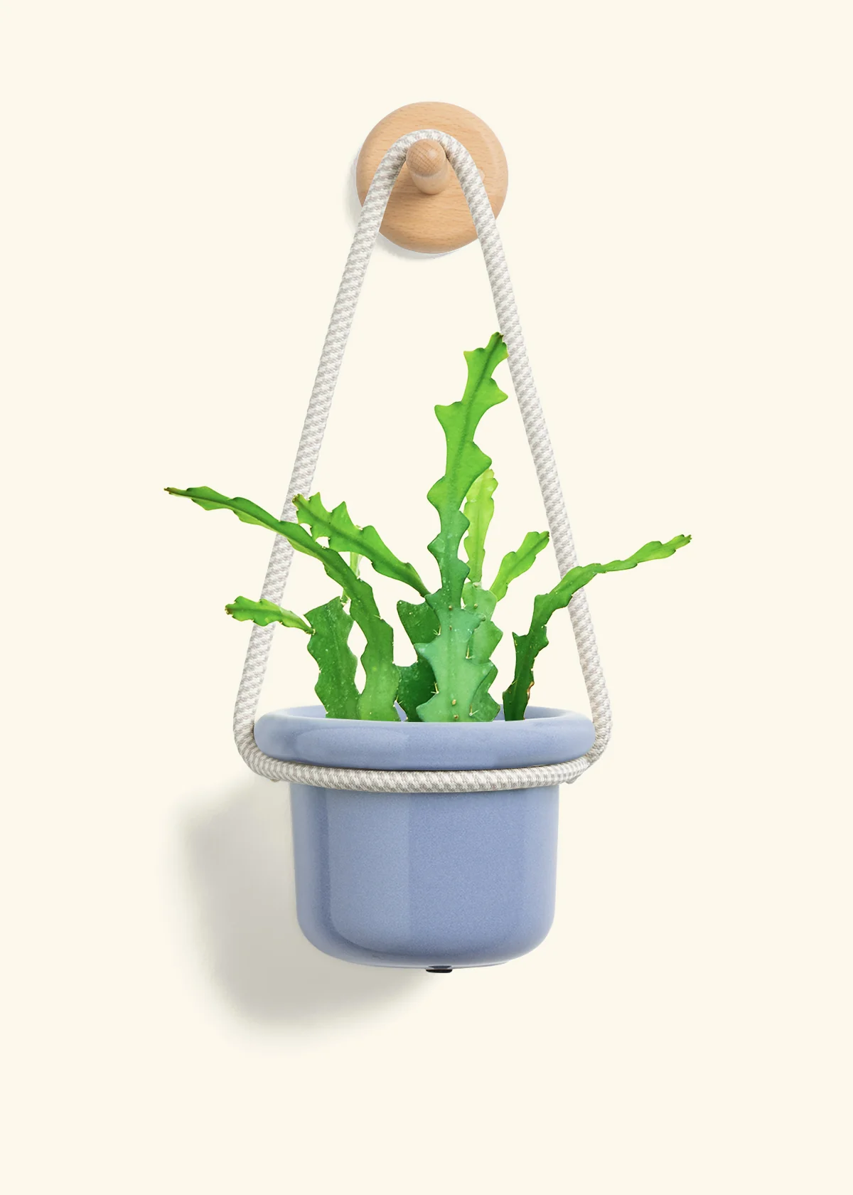 Fishbone Cactus - Image 6
