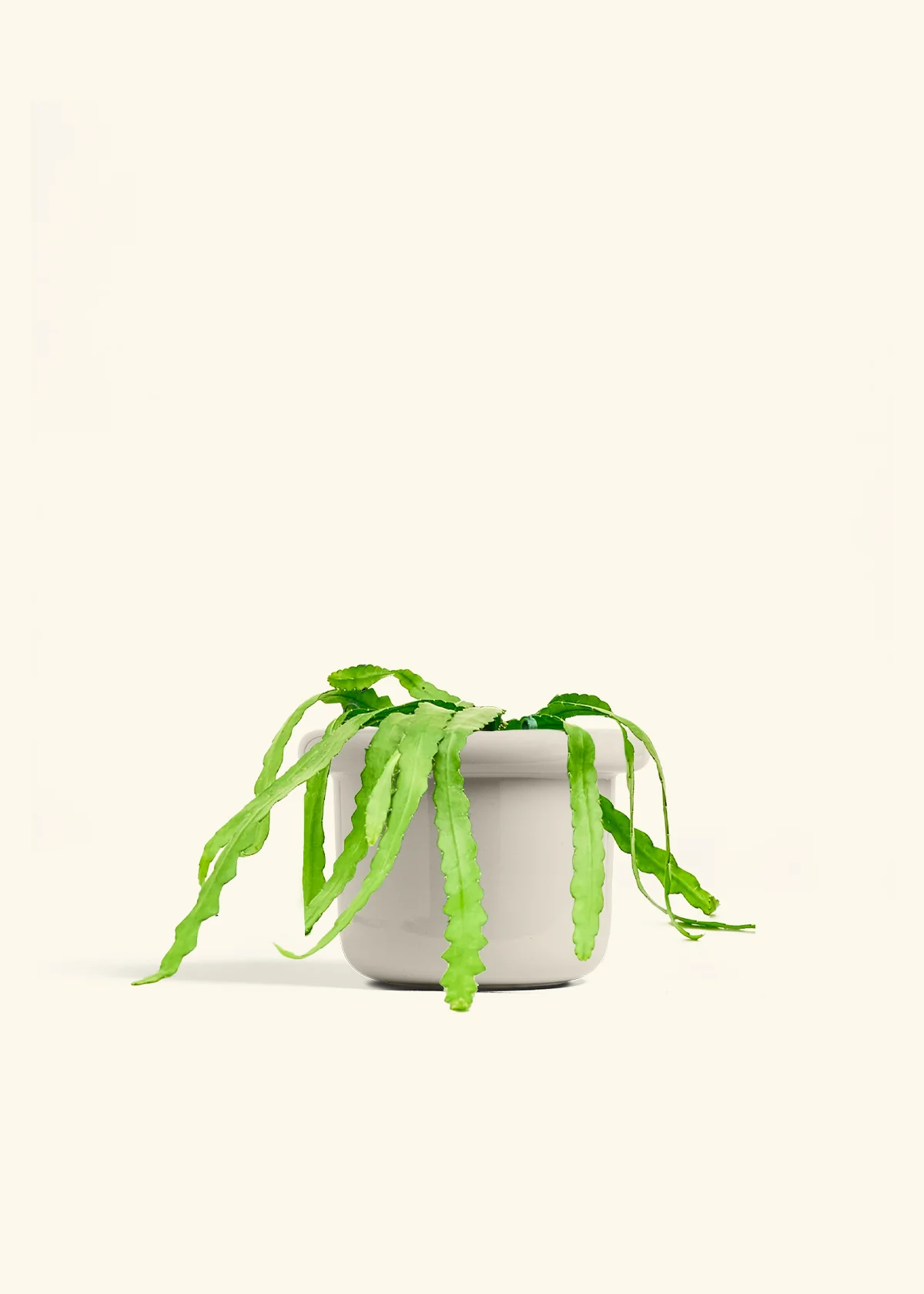 Fishbone Cactus - Image 61