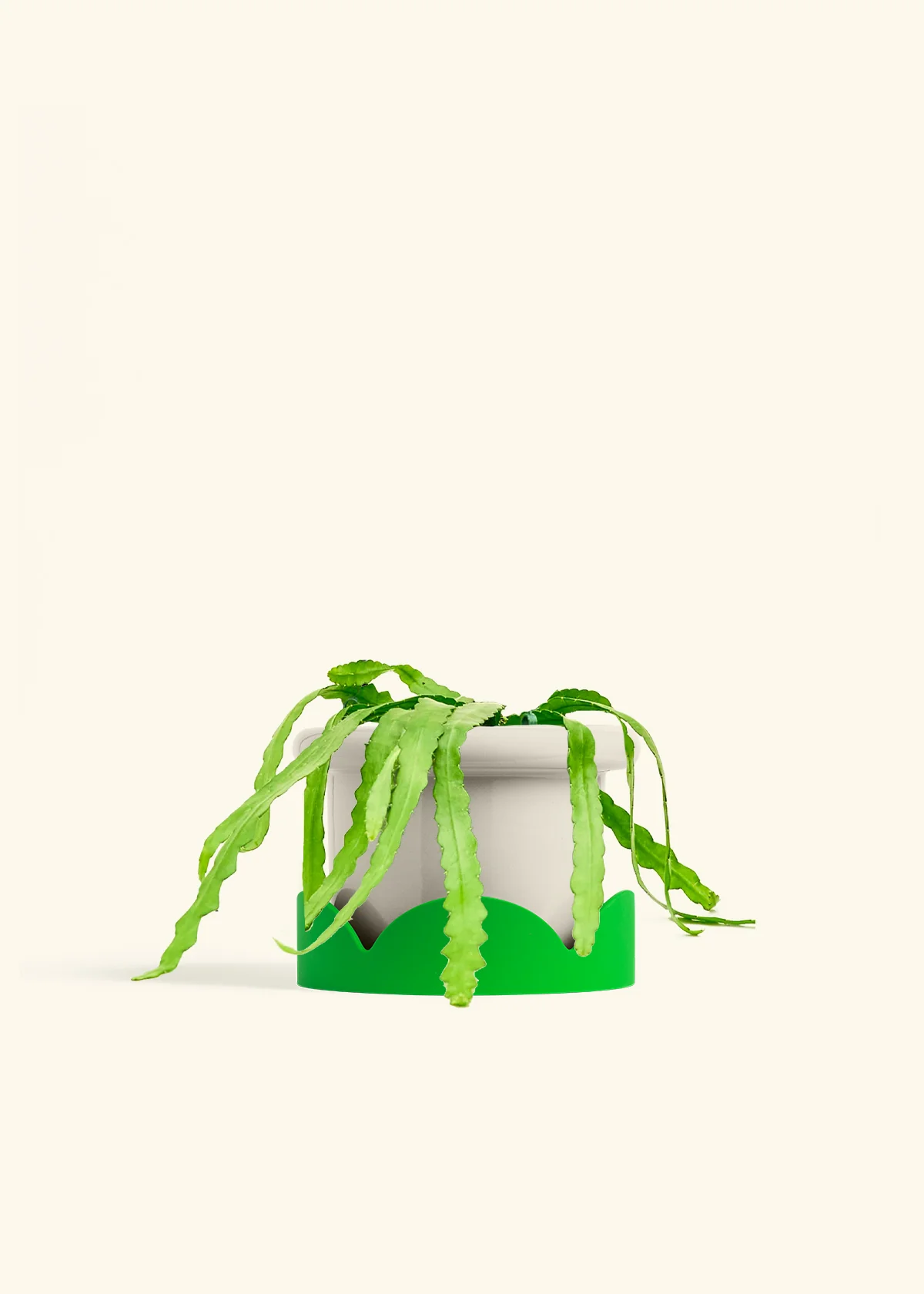 Fishbone Cactus - Image 62