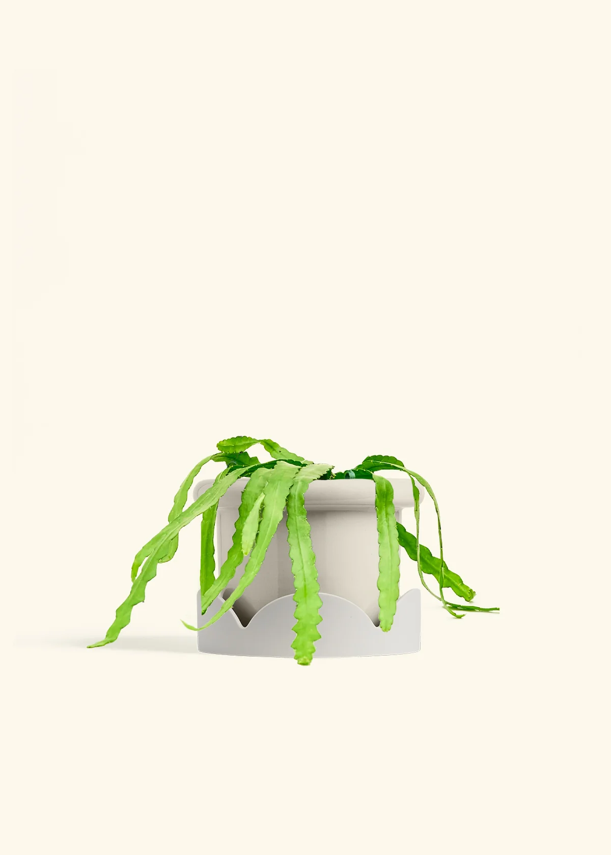 Fishbone Cactus - Image 63