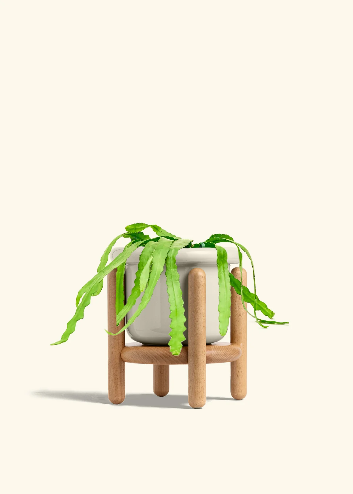 Fishbone Cactus - Image 64