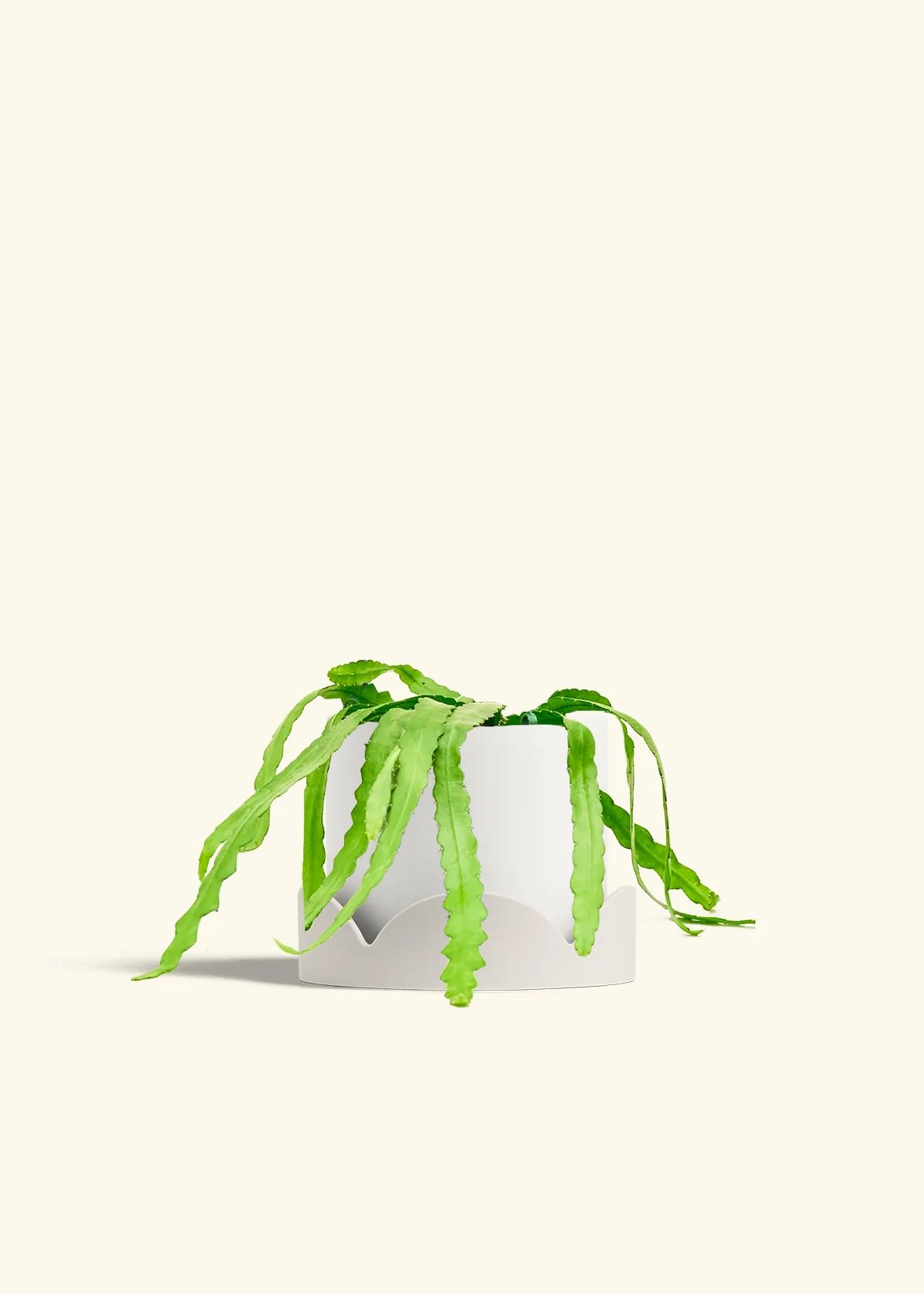 Fishbone Cactus - Image 65