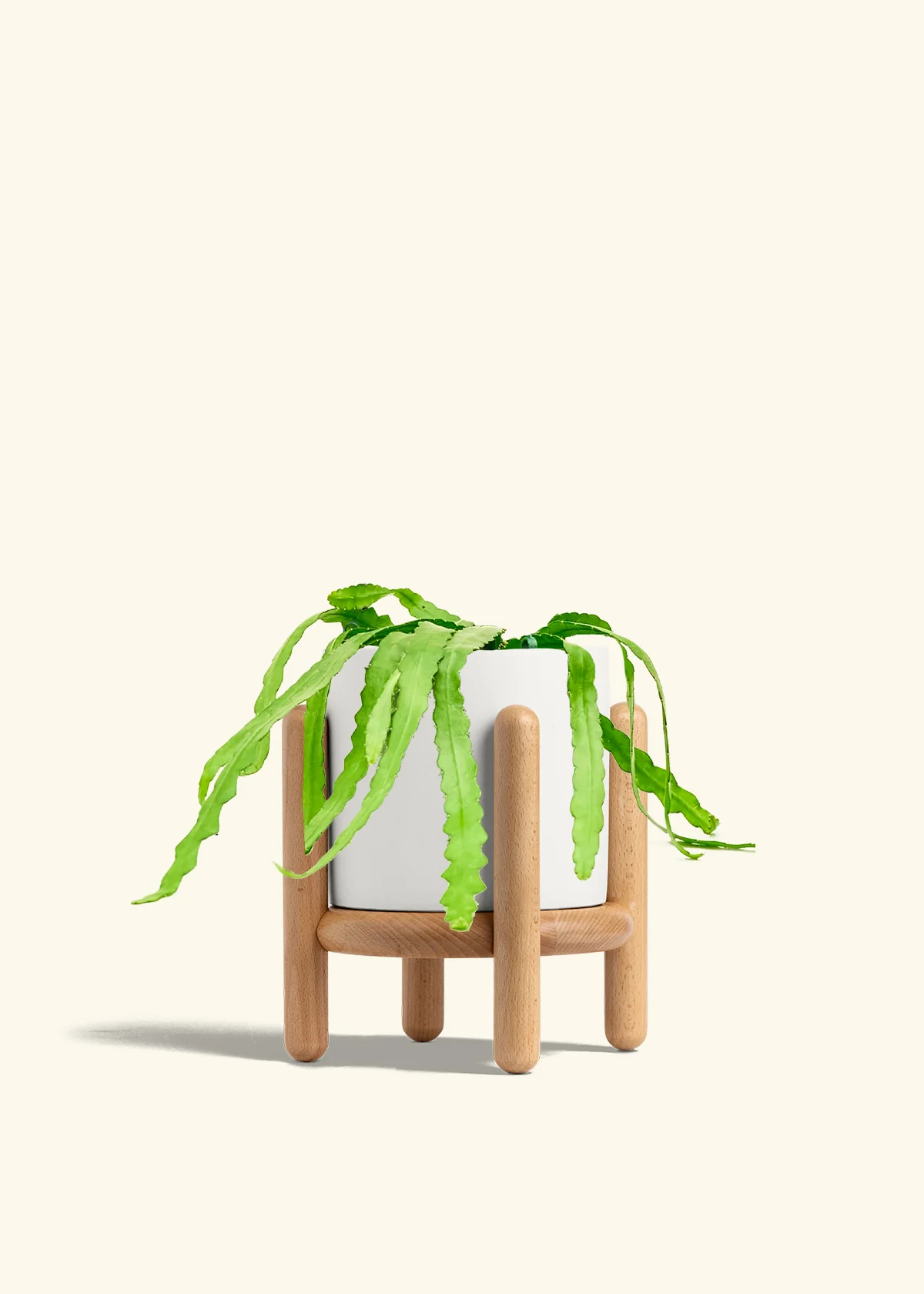 Fishbone Cactus - Image 67