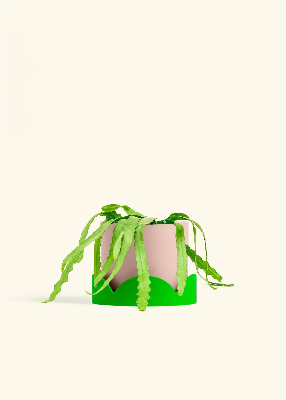 Fishbone Cactus - Image 68