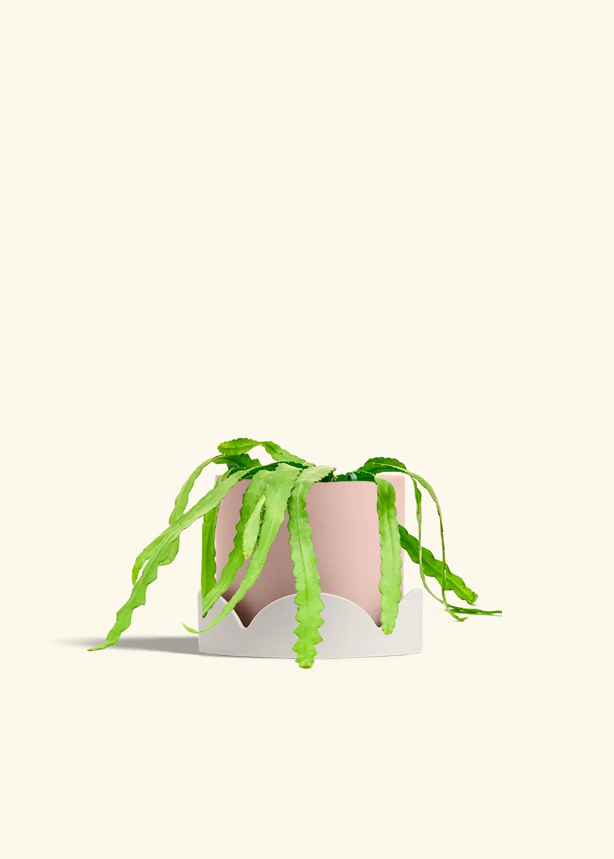 Fishbone Cactus - Image 69
