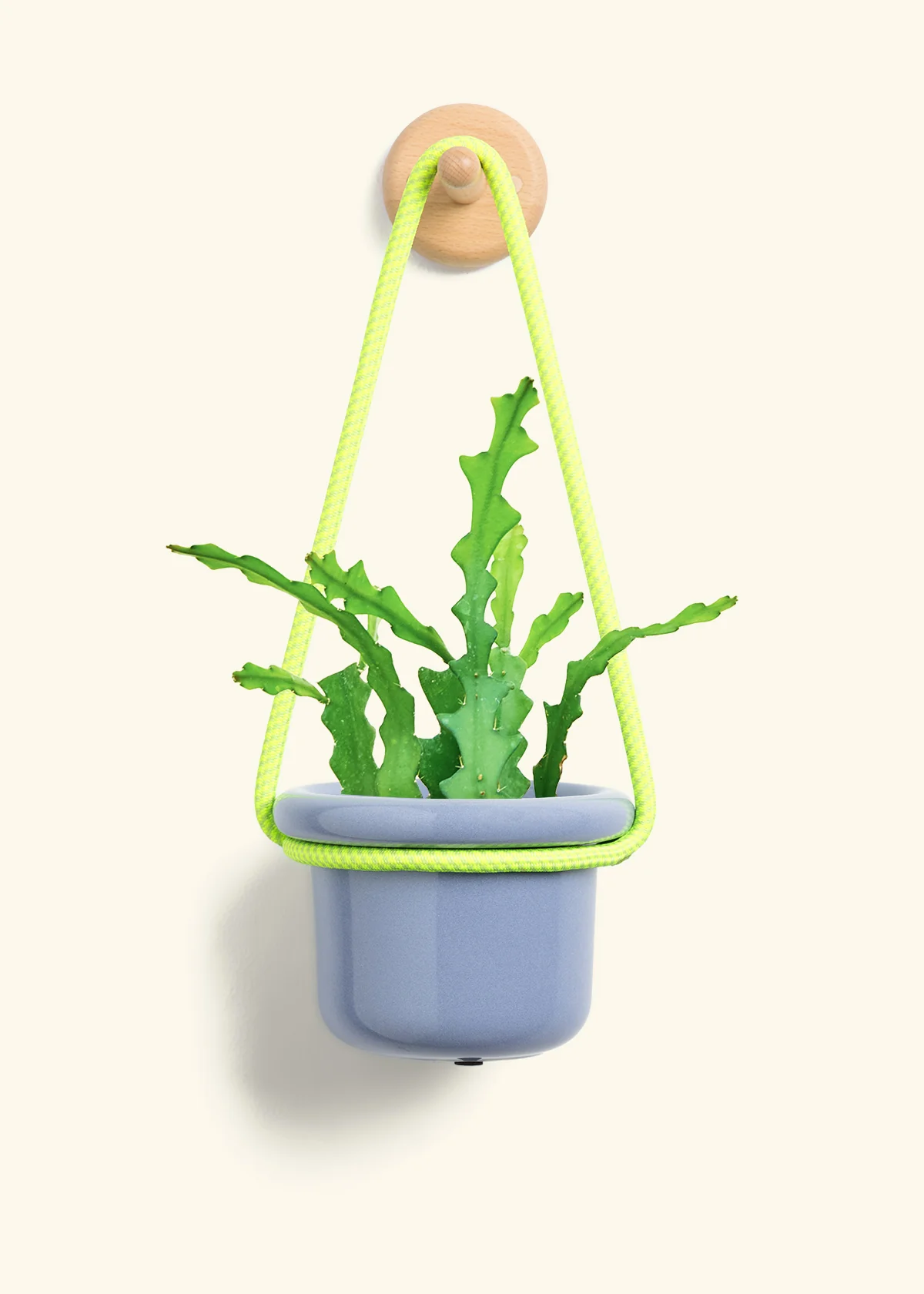 Fishbone Cactus - Image 7
