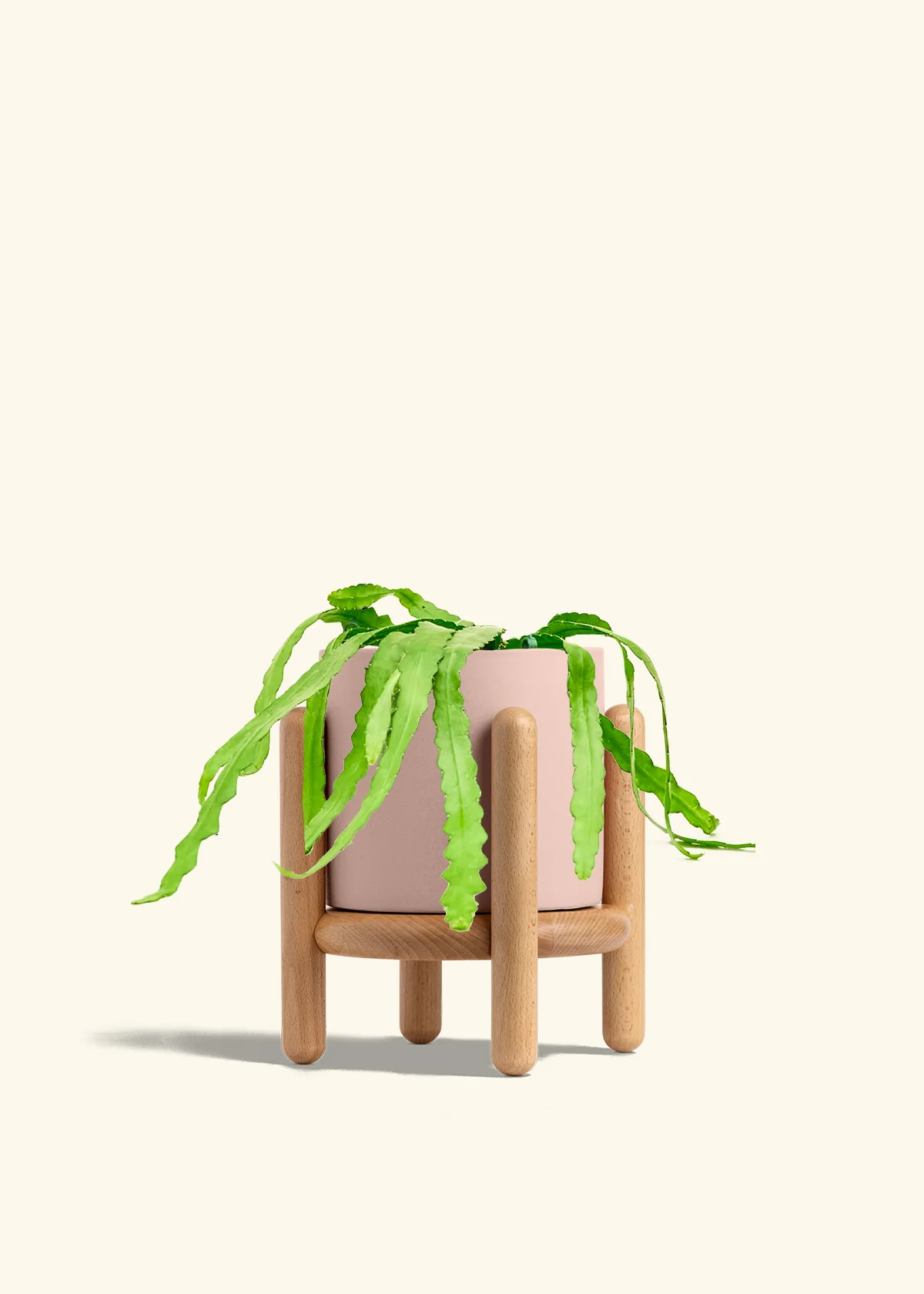 Fishbone Cactus - Image 70