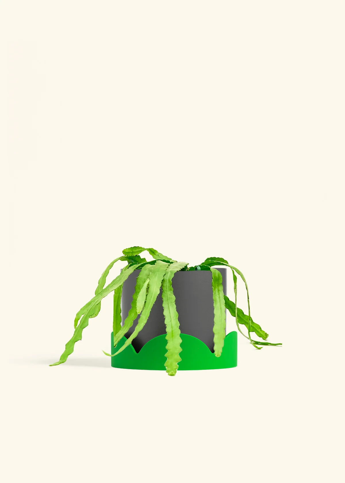 Fishbone Cactus - Image 71