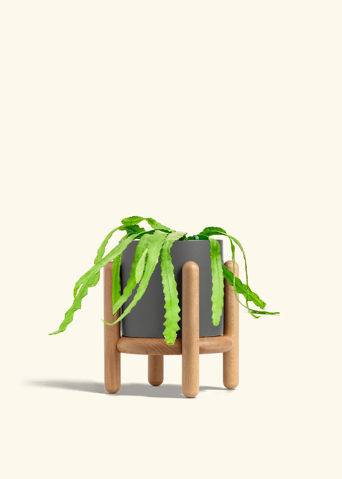 Fishbone Cactus - Image 73