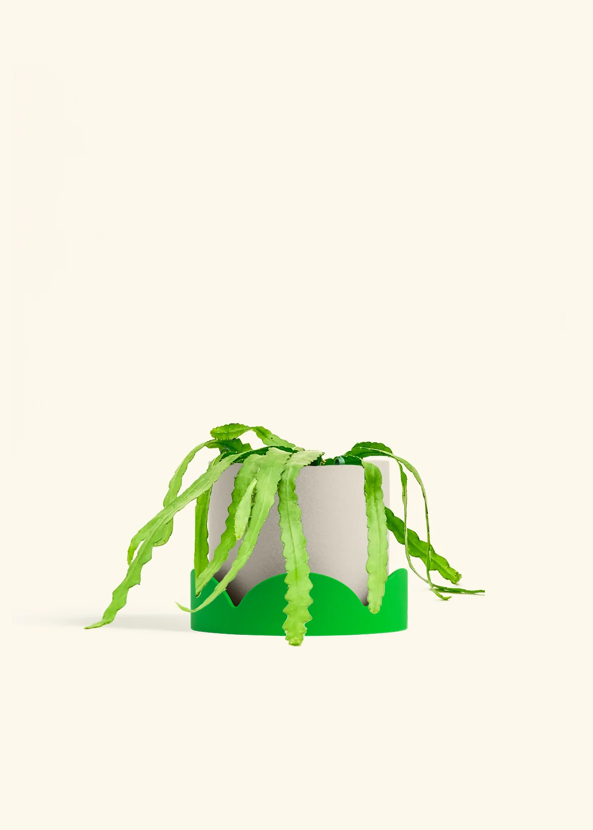 Fishbone Cactus - Image 74