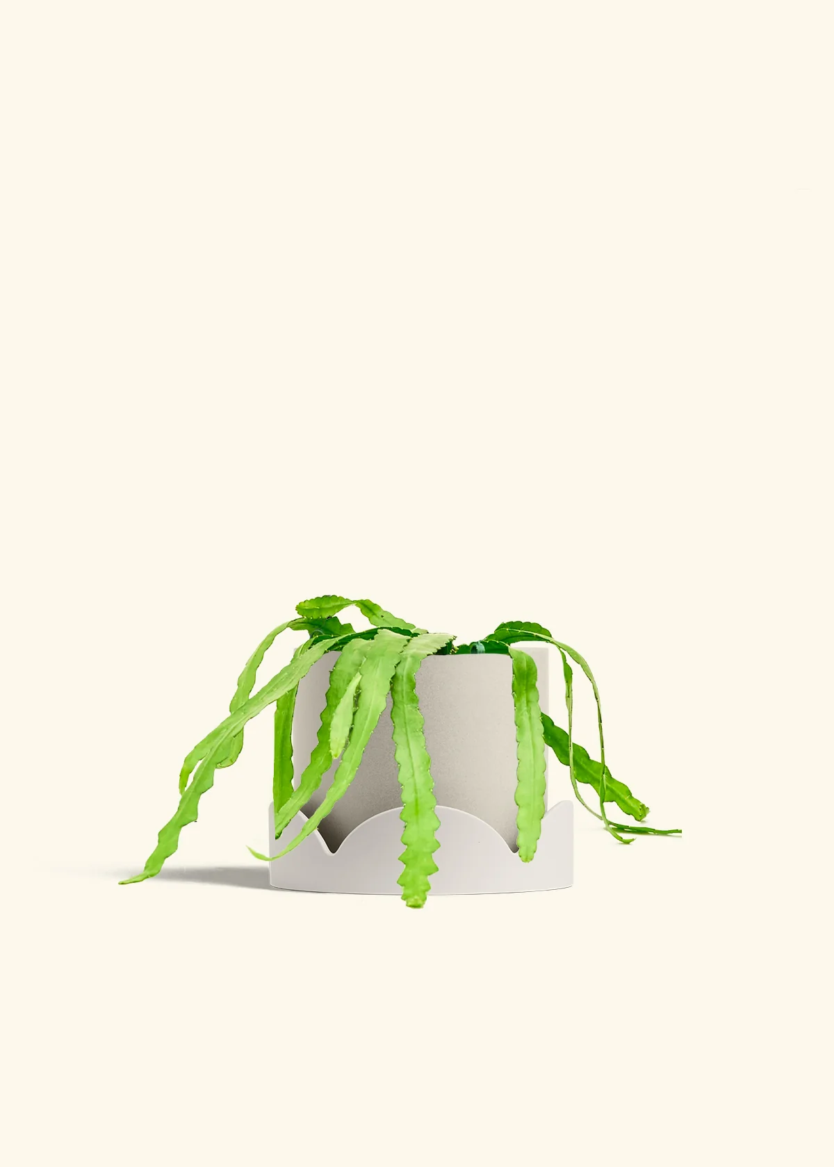 Fishbone Cactus - Image 75