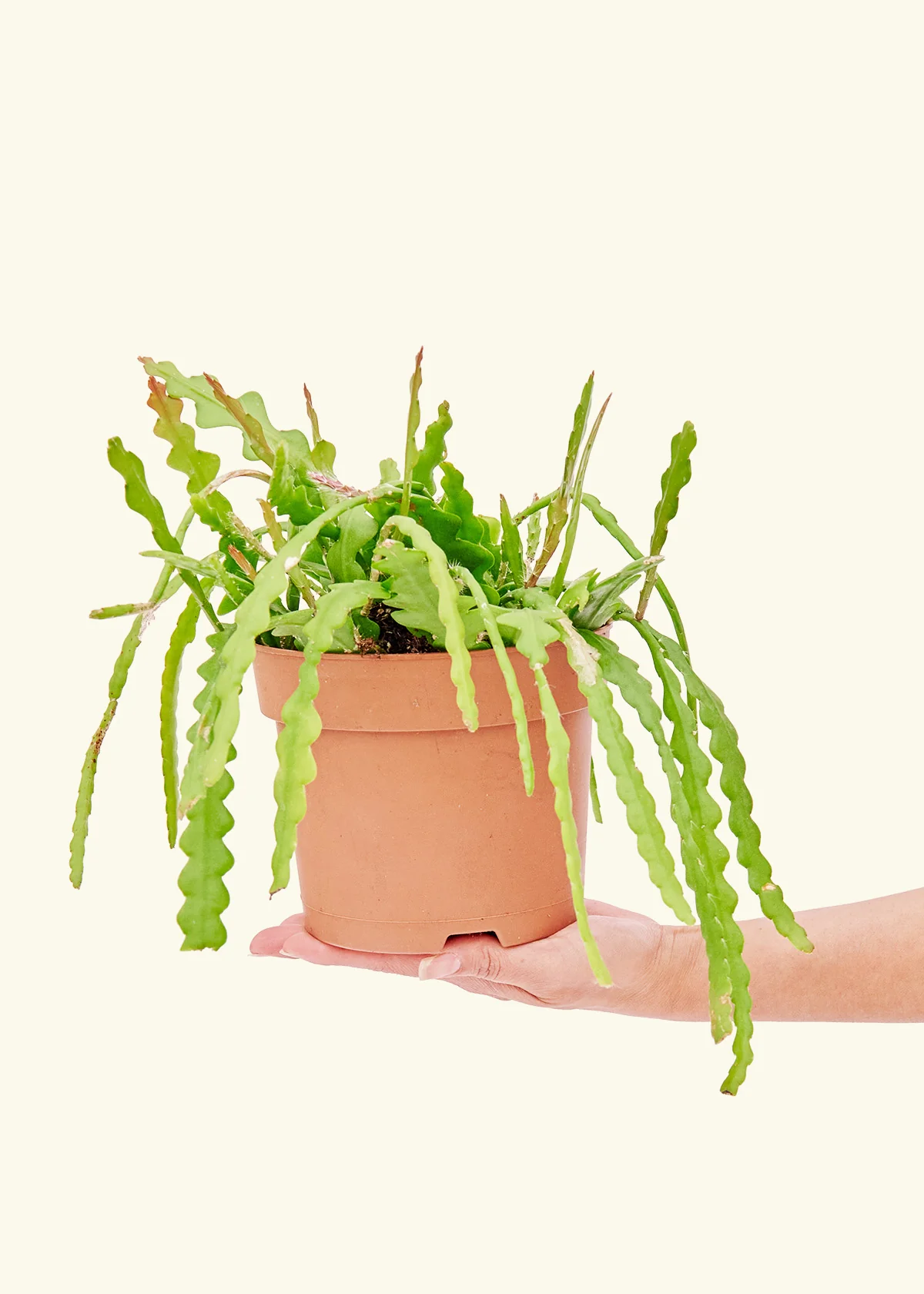 Fishbone Cactus - Image 77