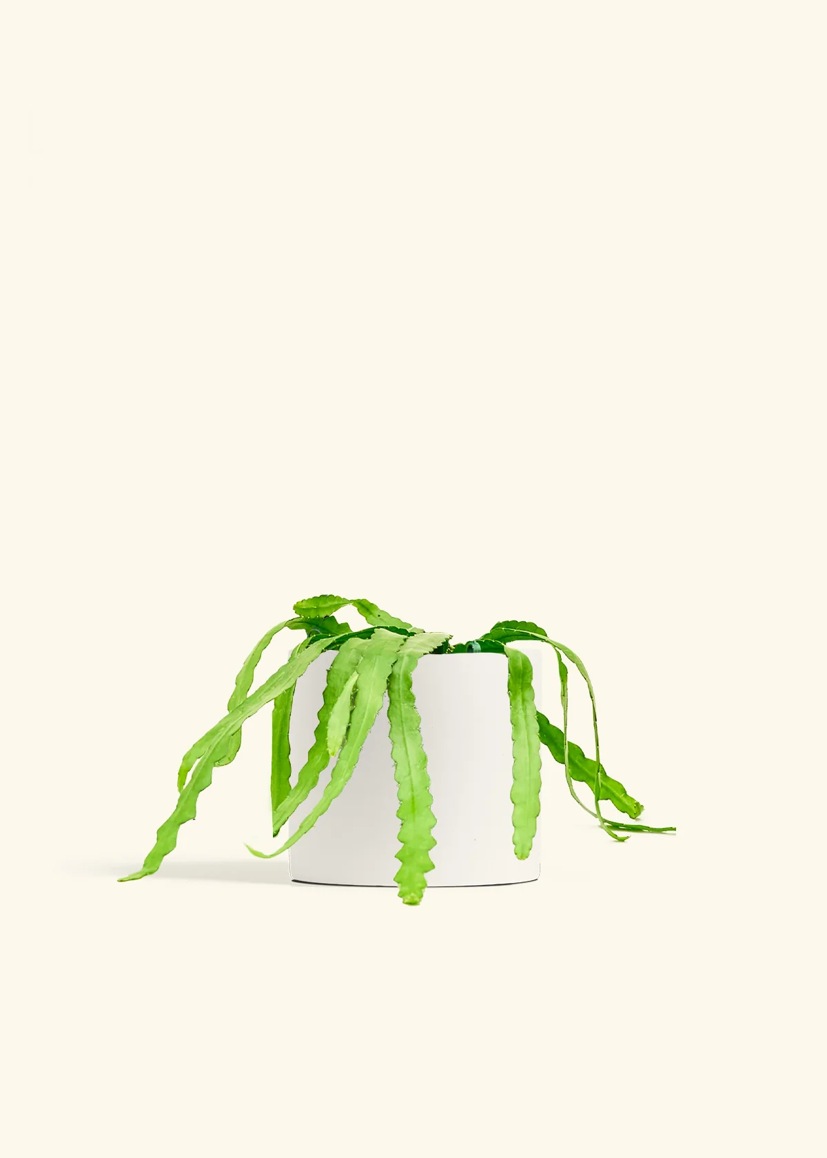 Fishbone Cactus - Image 78