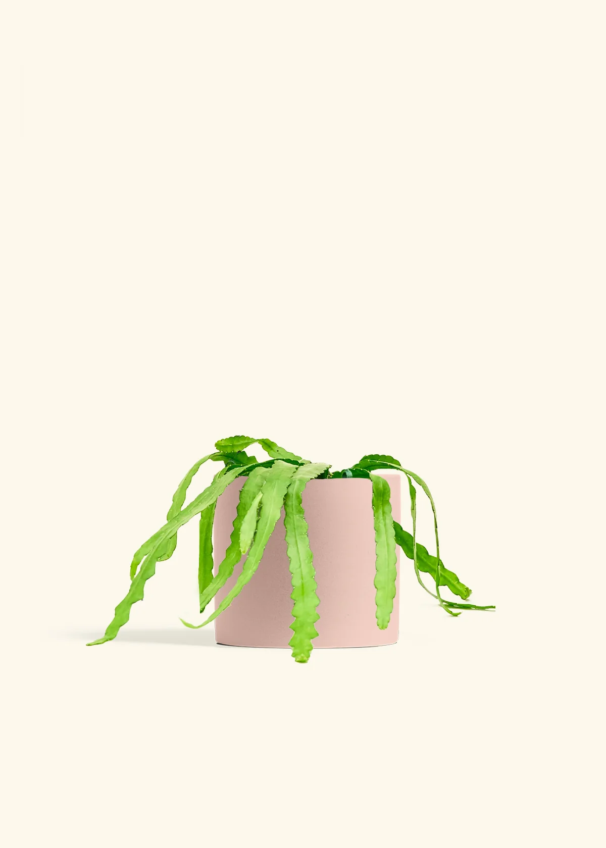 Fishbone Cactus - Image 79