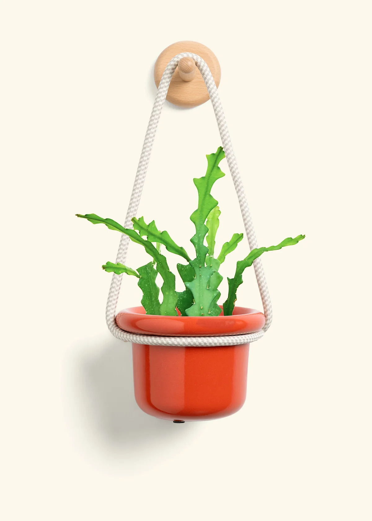 Fishbone Cactus - Image 8