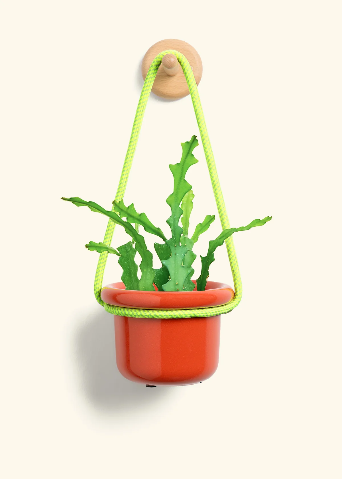 Fishbone Cactus - Image 9