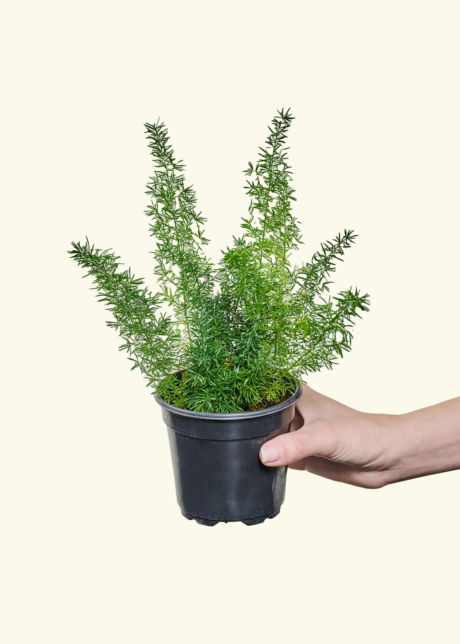 Foxtail Fern - Image 2