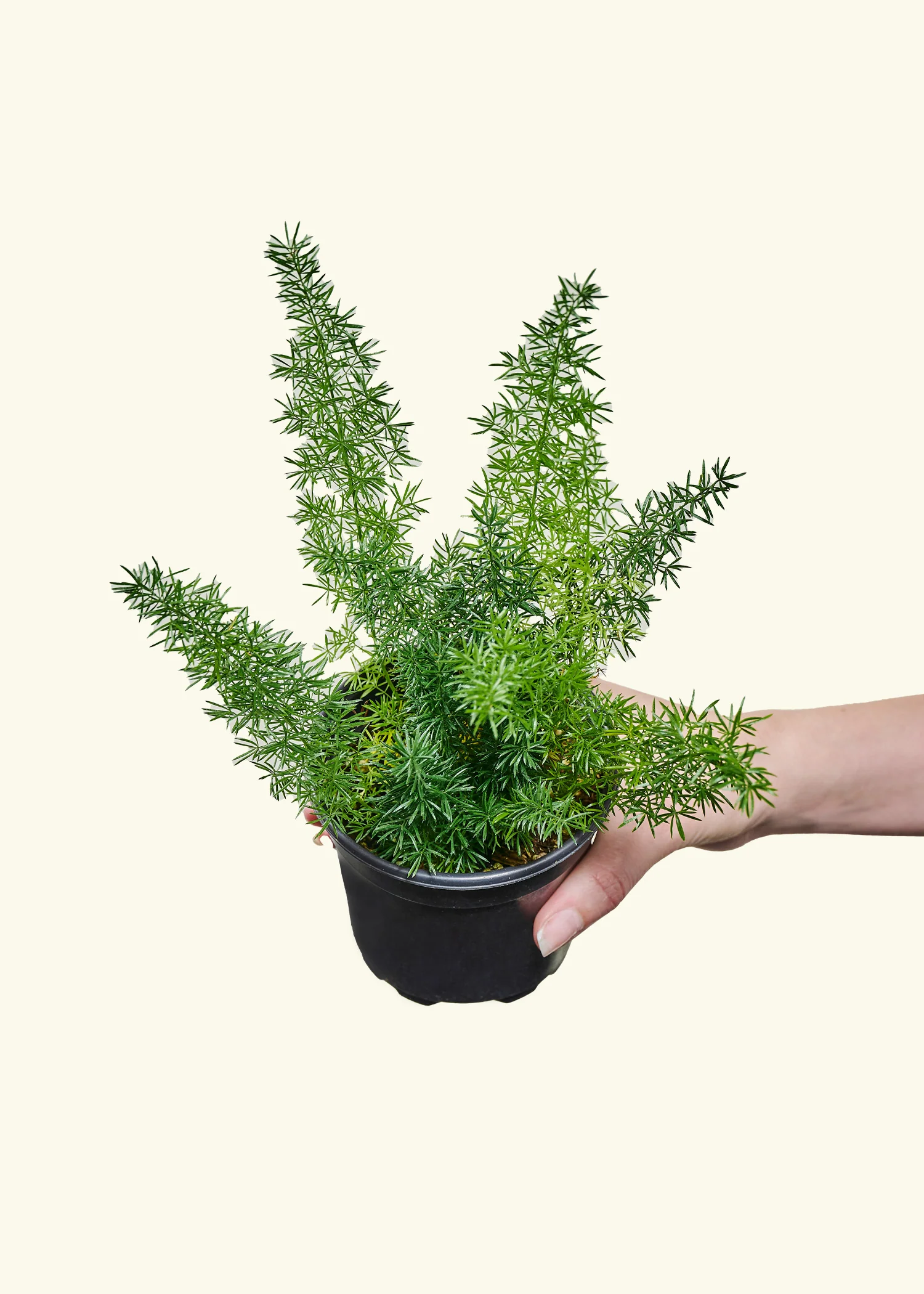 Foxtail Fern - Image 3
