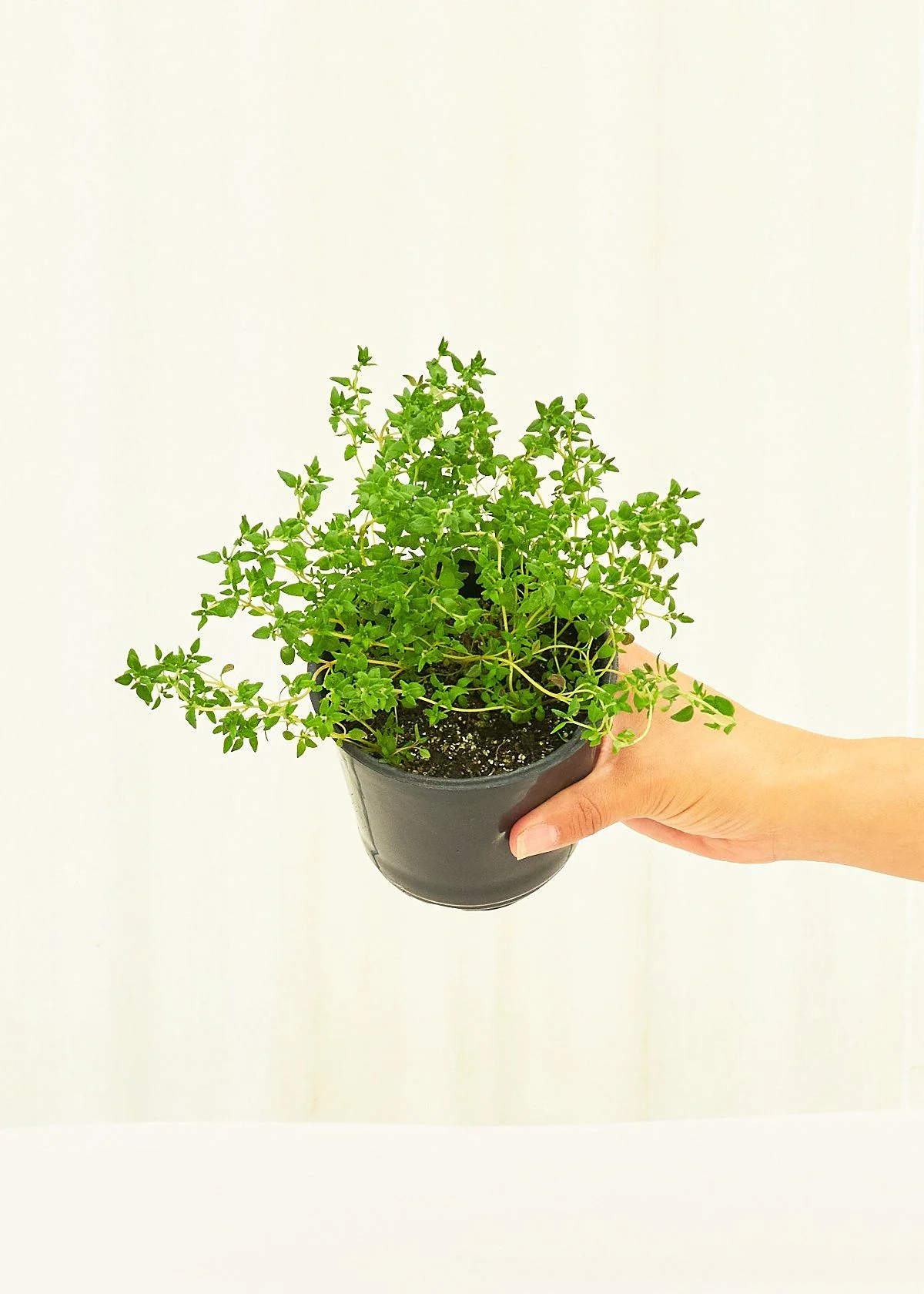 Thyme, 4 pack - Image 4