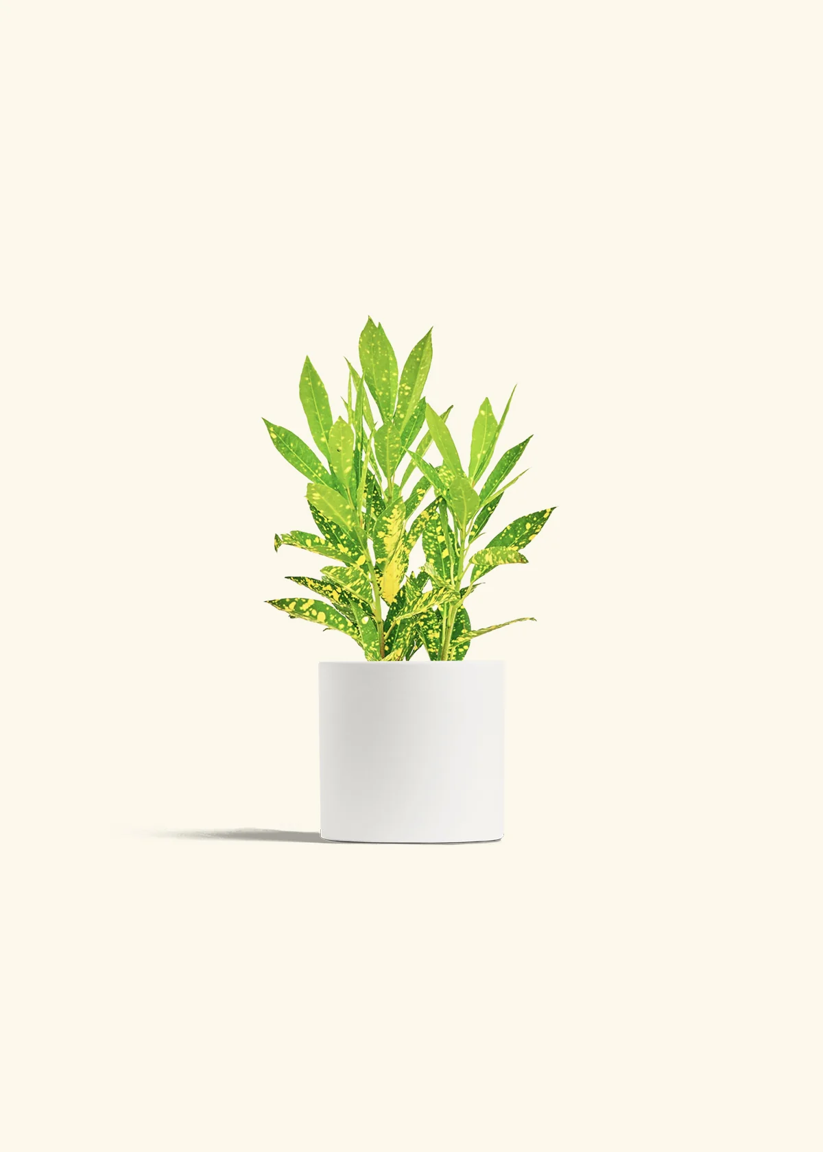 Croton 'Gold Dust' - Image 3