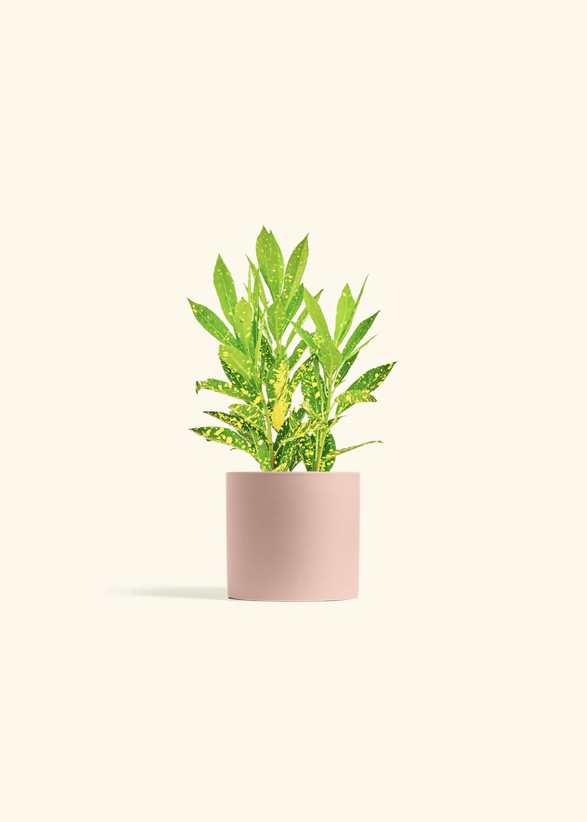 Croton 'Gold Dust' - Image 4