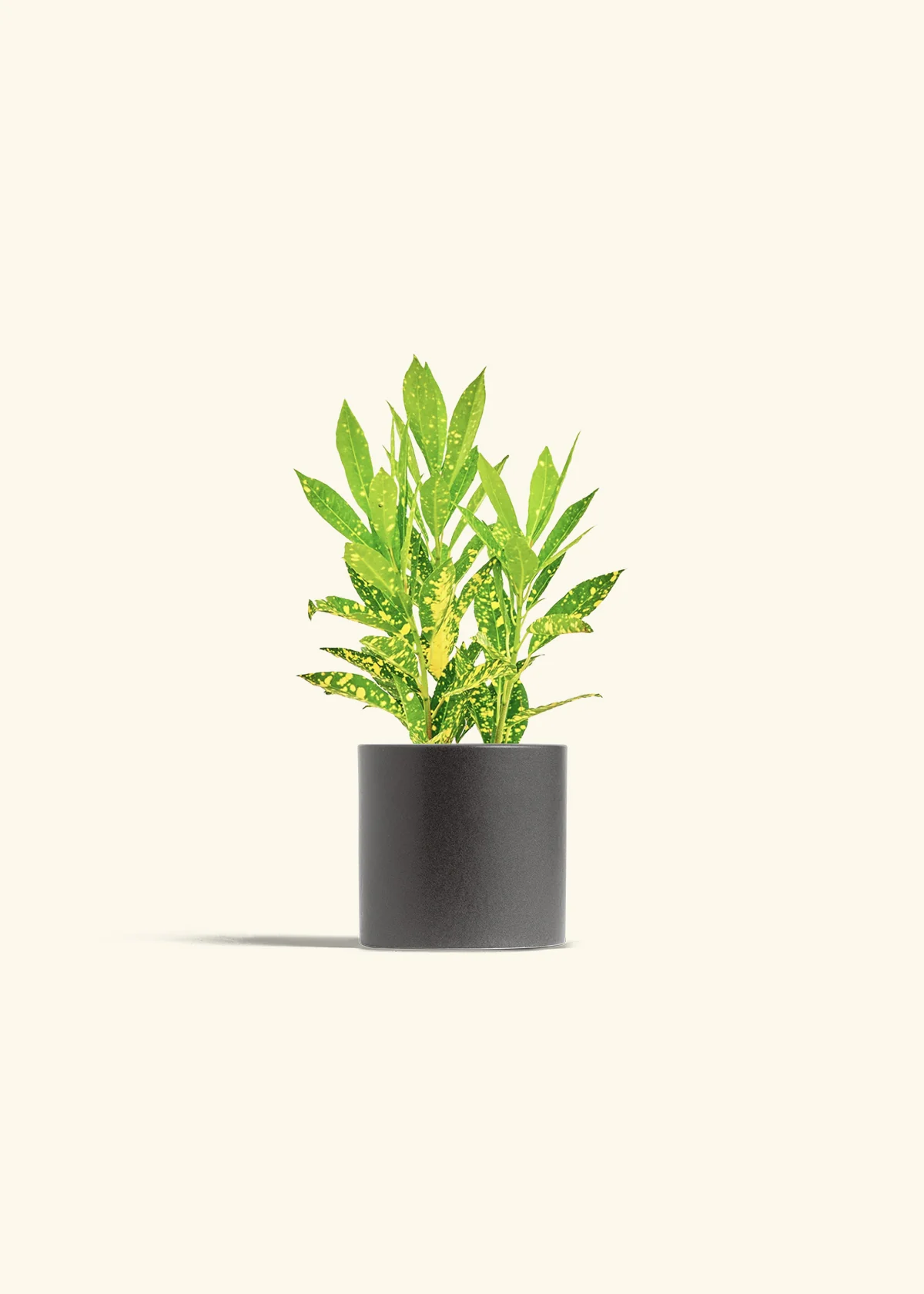 Croton 'Gold Dust' - Image 5