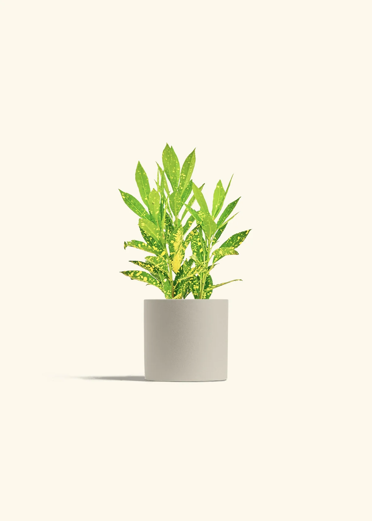 Croton 'Gold Dust' - Image 6