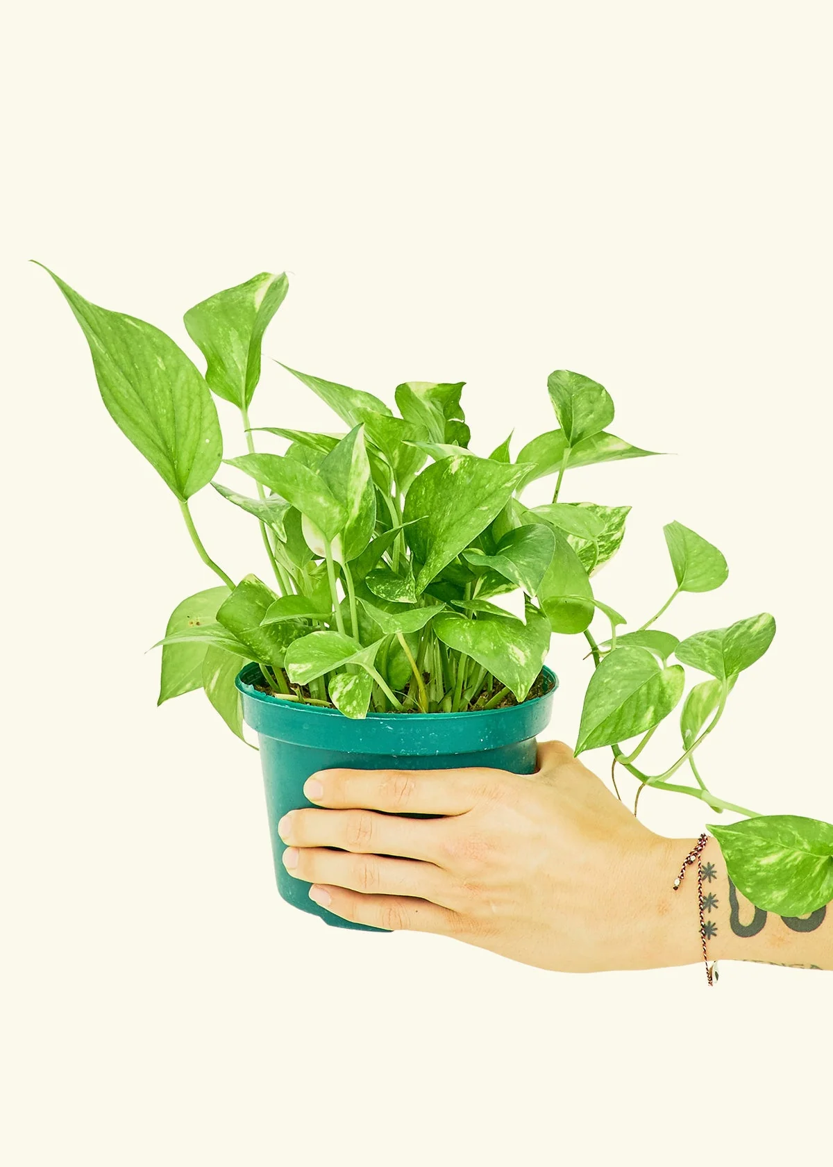 Golden Pothos - Image 10