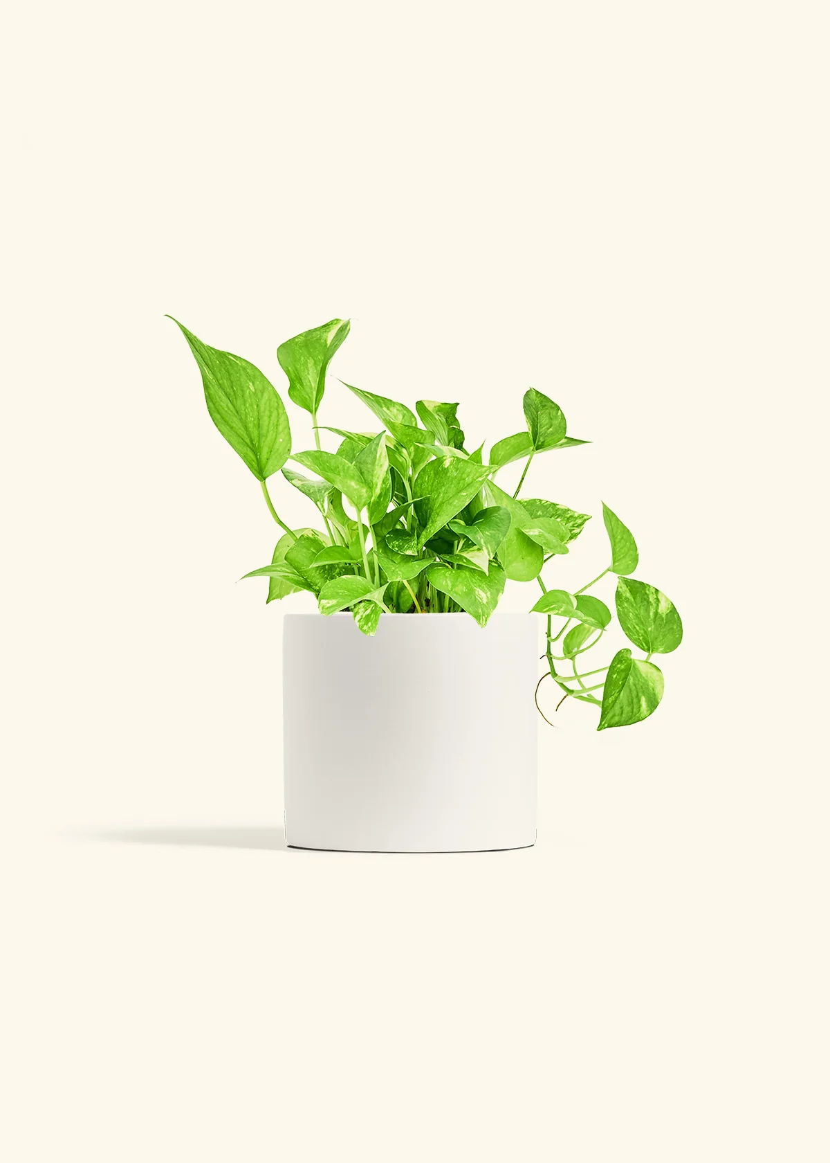 Golden Pothos - Image 11
