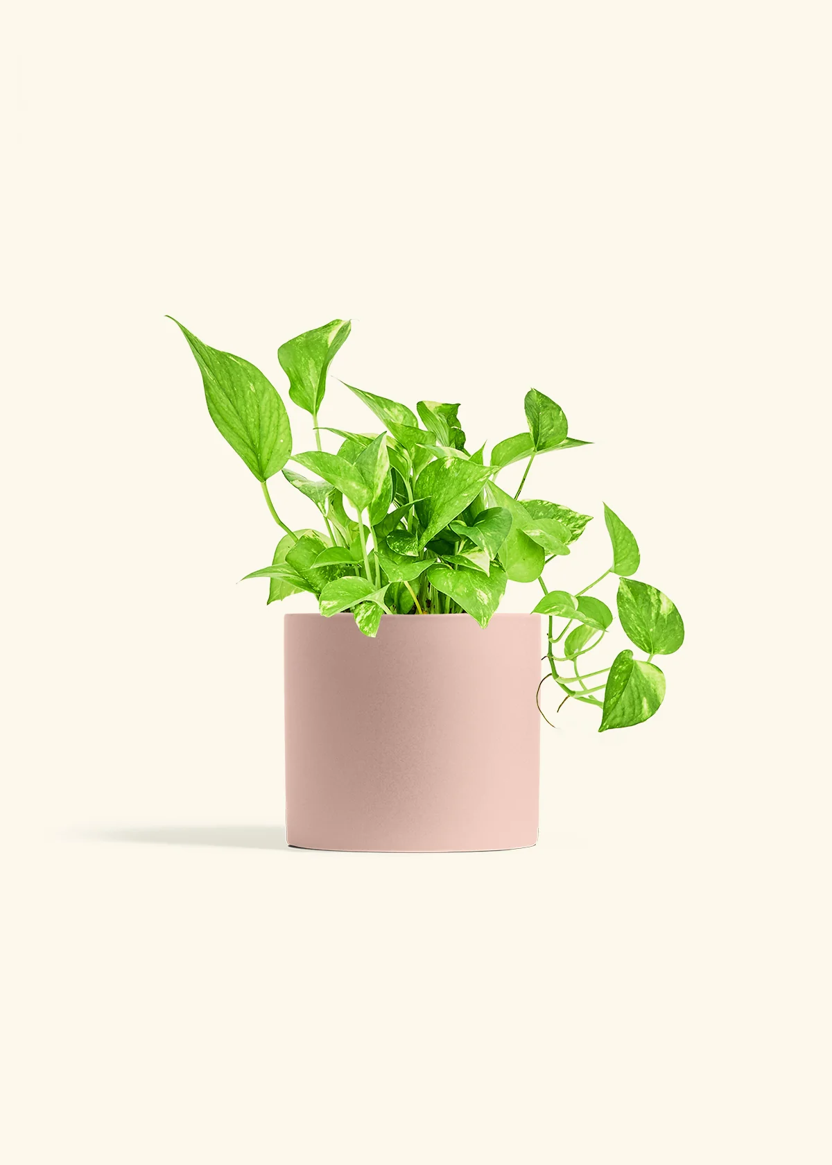 Golden Pothos - Image 12
