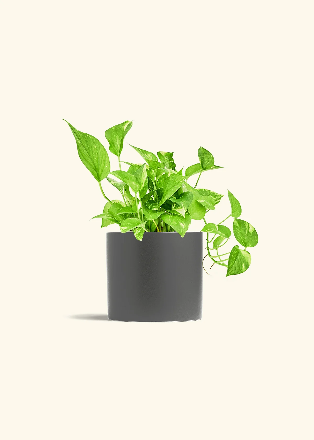Golden Pothos - Image 13