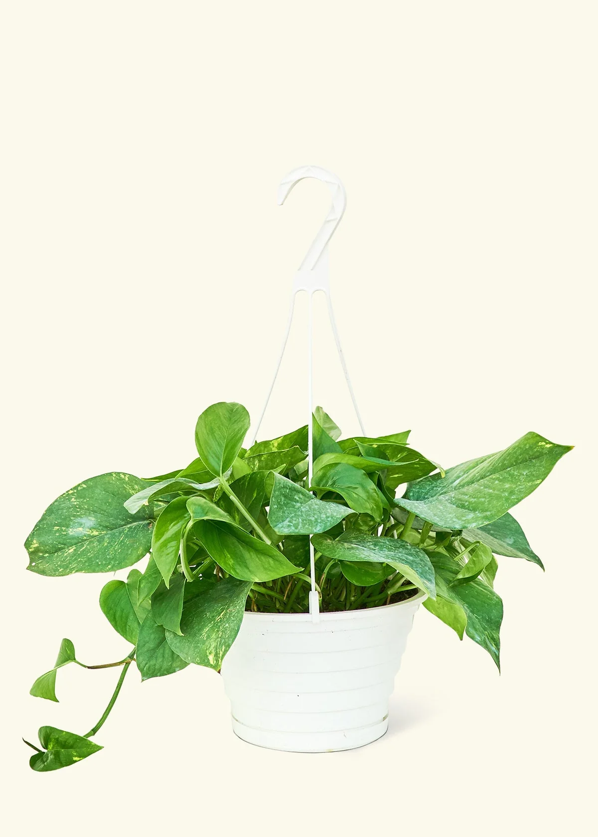 Golden Pothos - Image 15