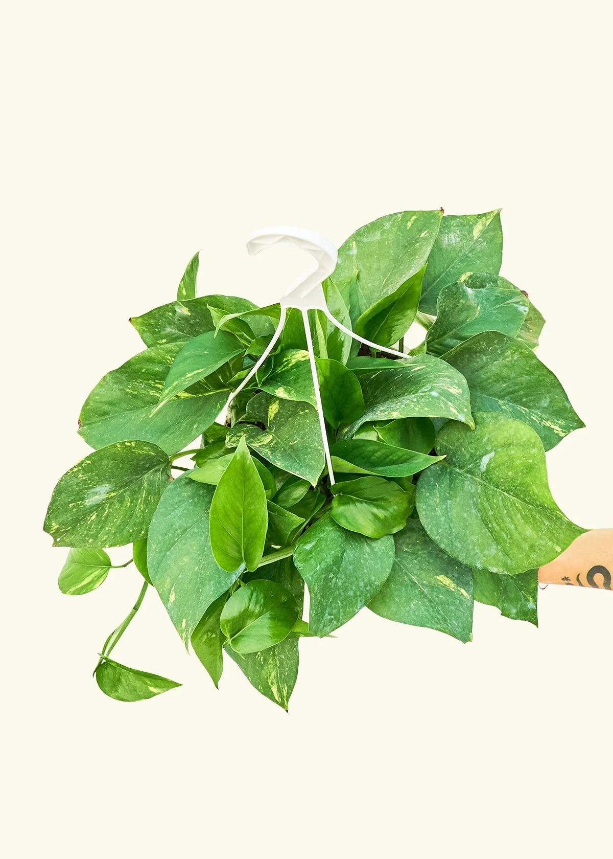 Golden Pothos - Image 16