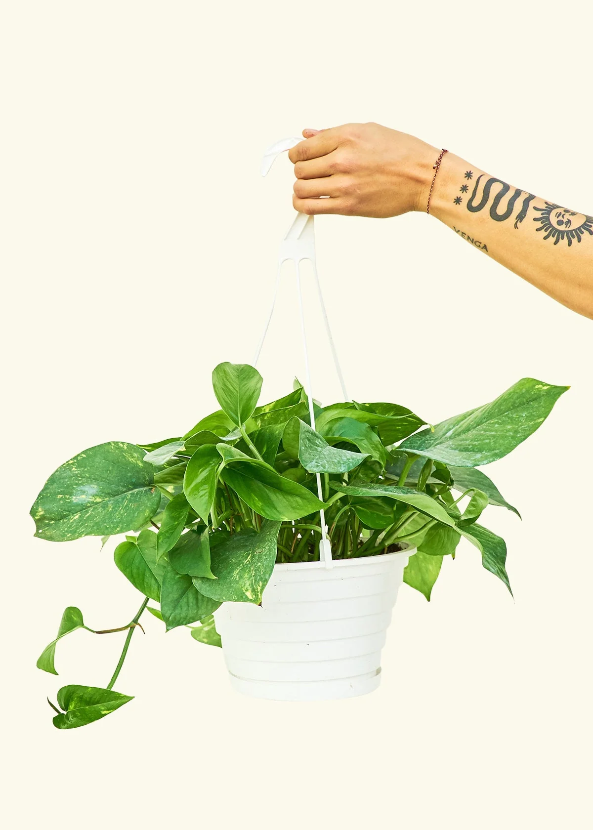 Golden Pothos - Image 17