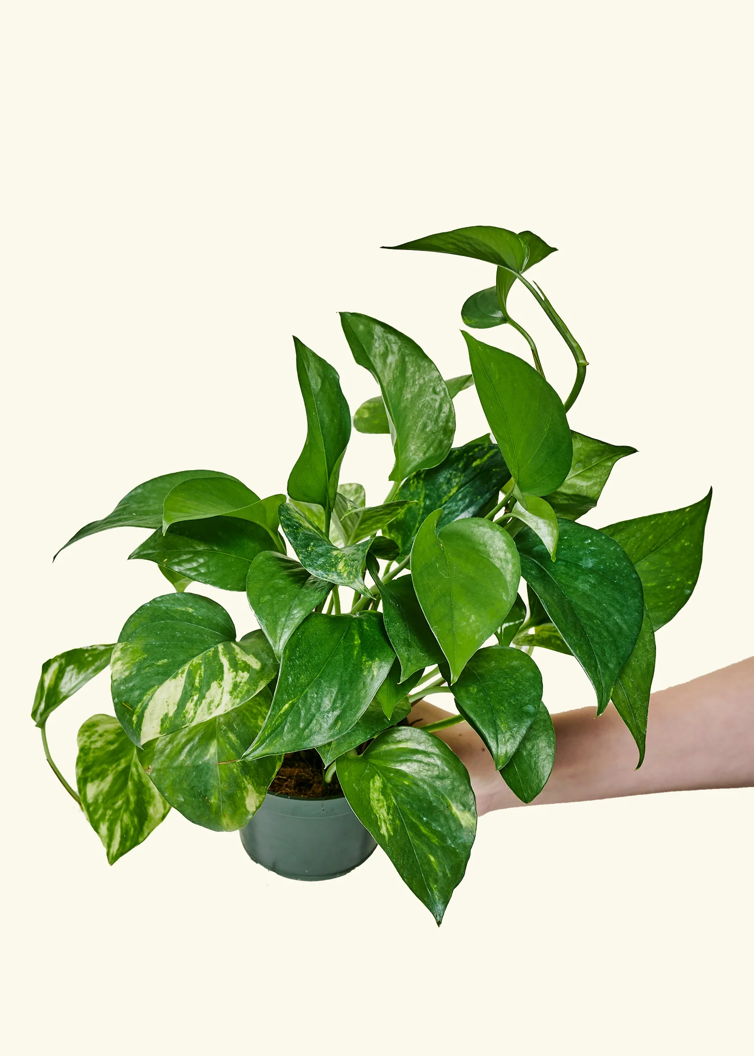 Golden Pothos - Image 3