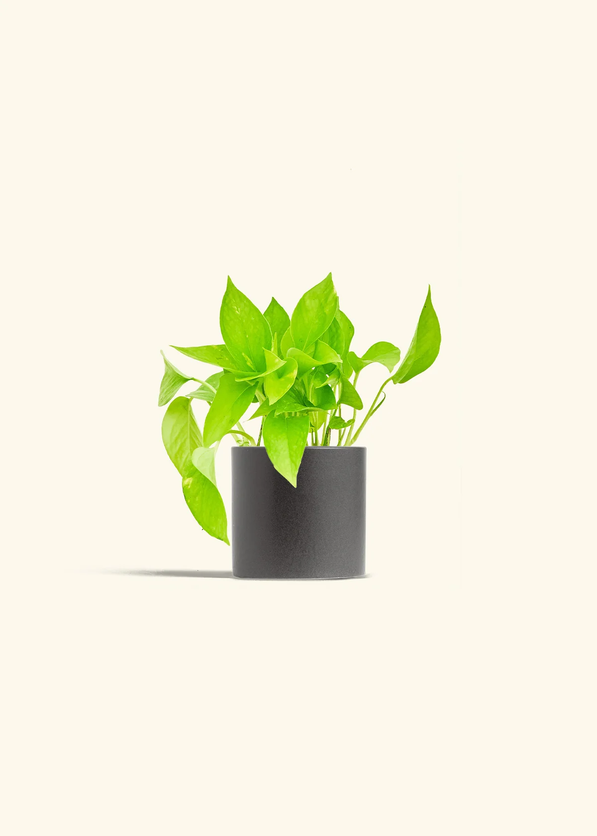 Golden Pothos - Image 4
