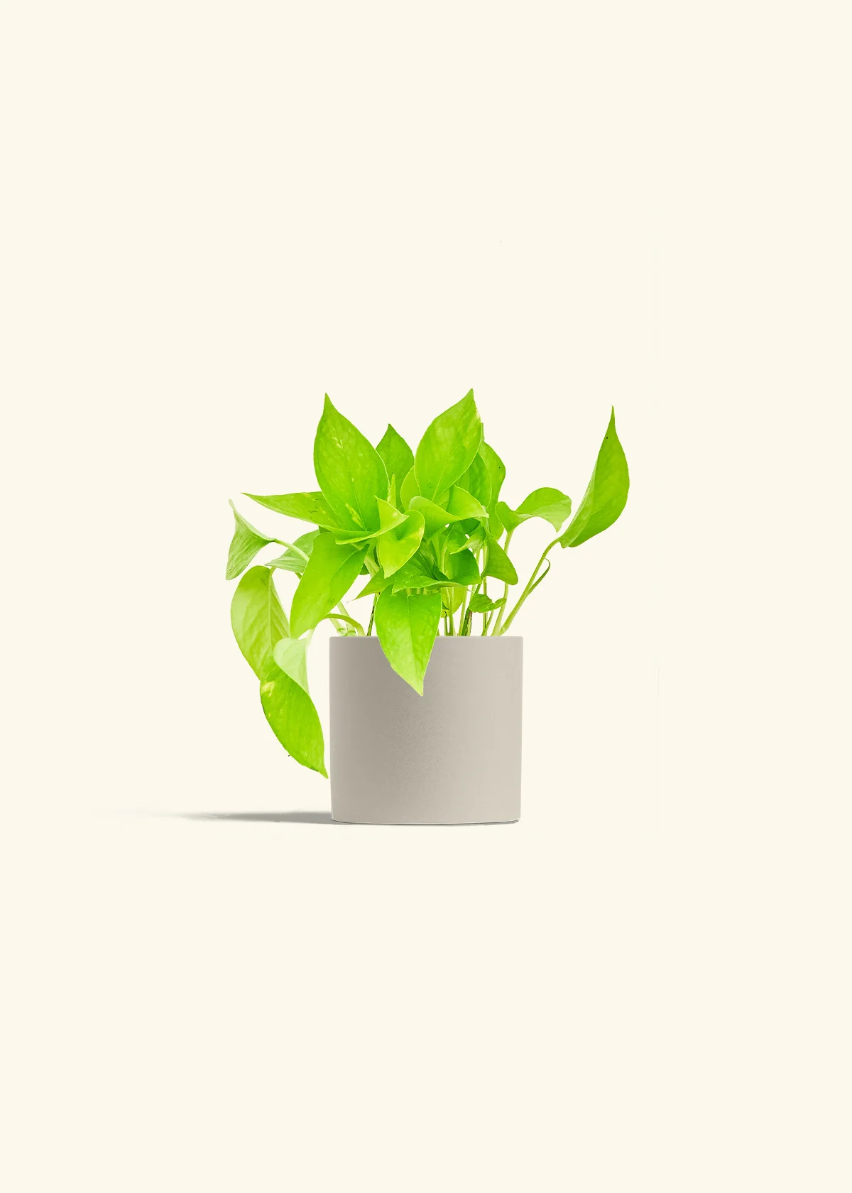 Golden Pothos - Image 5