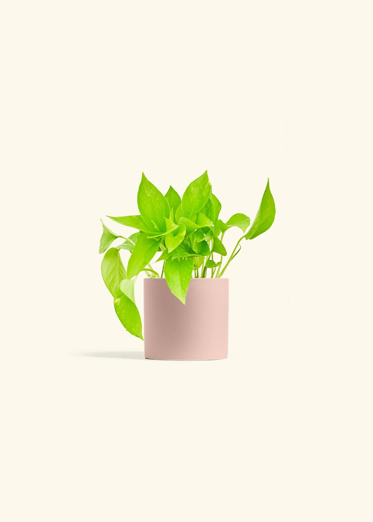 Golden Pothos - Image 6