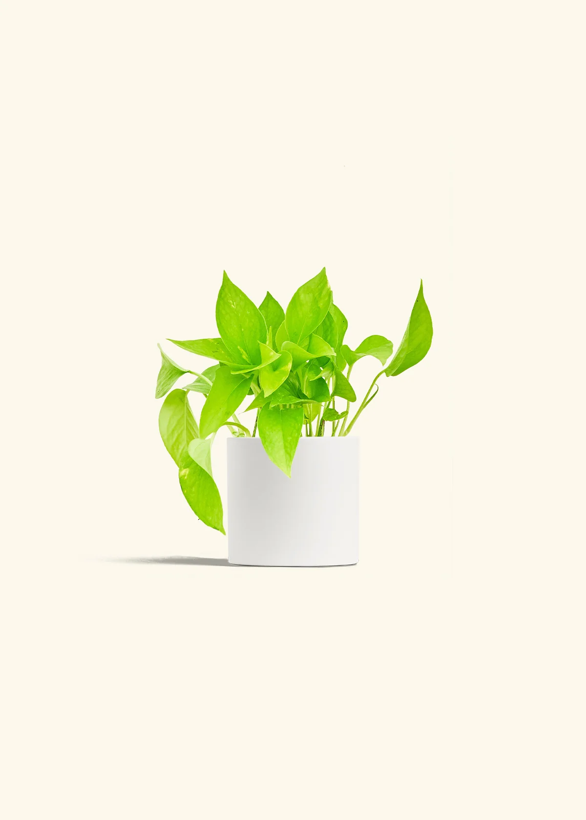 Golden Pothos - Image 7